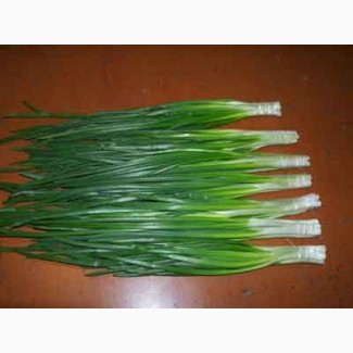 Продам зеленый лук пучки или на вес