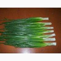 Продам зеленый лук пучки или на вес