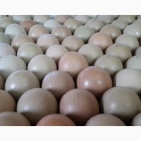 Фазан продам яйця для інкубації