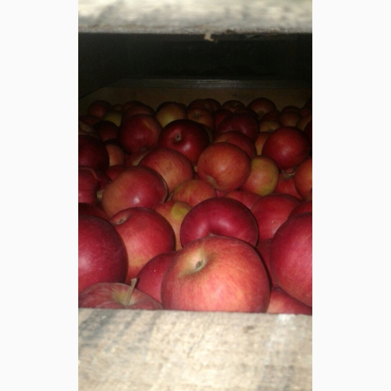 Продам яблука з холодильника різних сортів