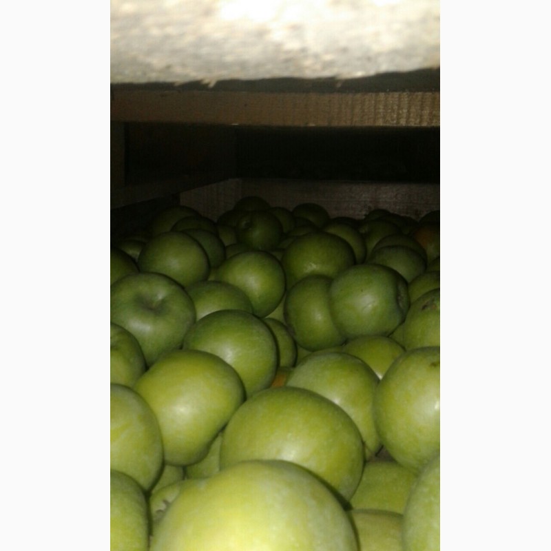 Фото 2. Продам яблука з холодильника різних сортів