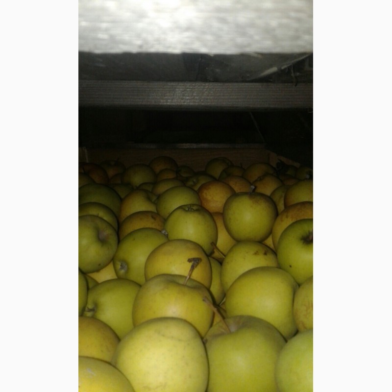 Фото 3. Продам яблука з холодильника різних сортів