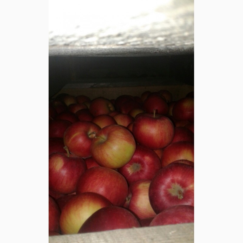 Фото 4. Продам яблука з холодильника різних сортів