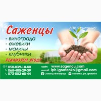 Вегетирующие саженцы винограда (в стаканах)