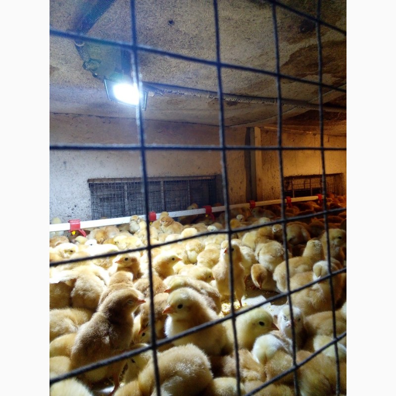 Фото 2. Продам суточных и подрощенных цыплят мясо яичных пород