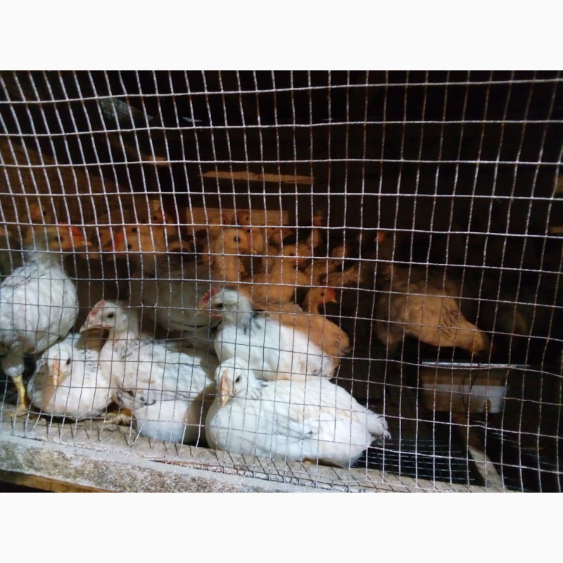 Фото 3. Продам суточных и подрощенных цыплят мясо яичных пород