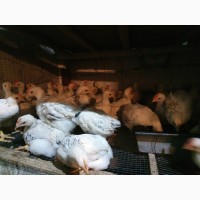 Продам суточных и подрощенных цыплят мясо яичных пород