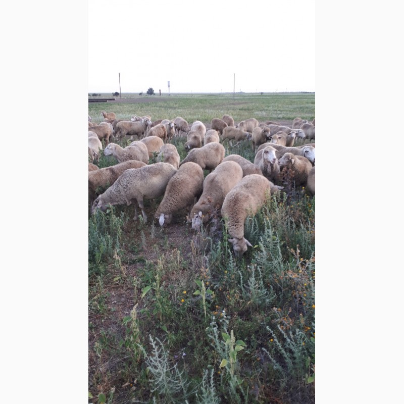 Фото 2. Срочно продам стадо овец Меренос-Асканийский 220 голов, Николаев