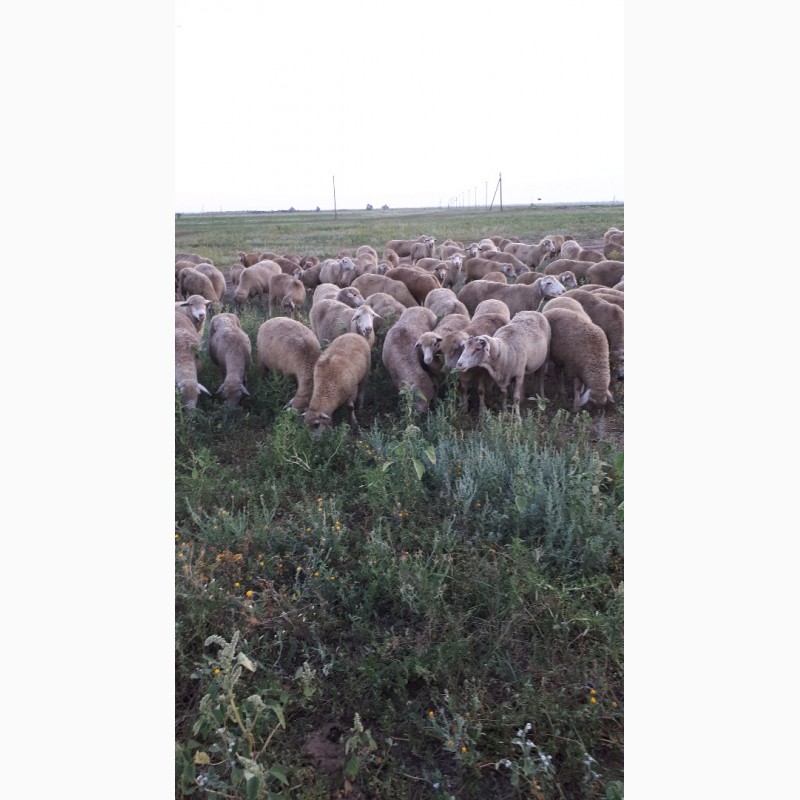 Фото 3. Срочно продам стадо овец Меренос-Асканийский 220 голов, Николаев