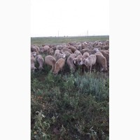 Срочно продам стадо овец Меренос-Асканийский 220 голов, Николаев