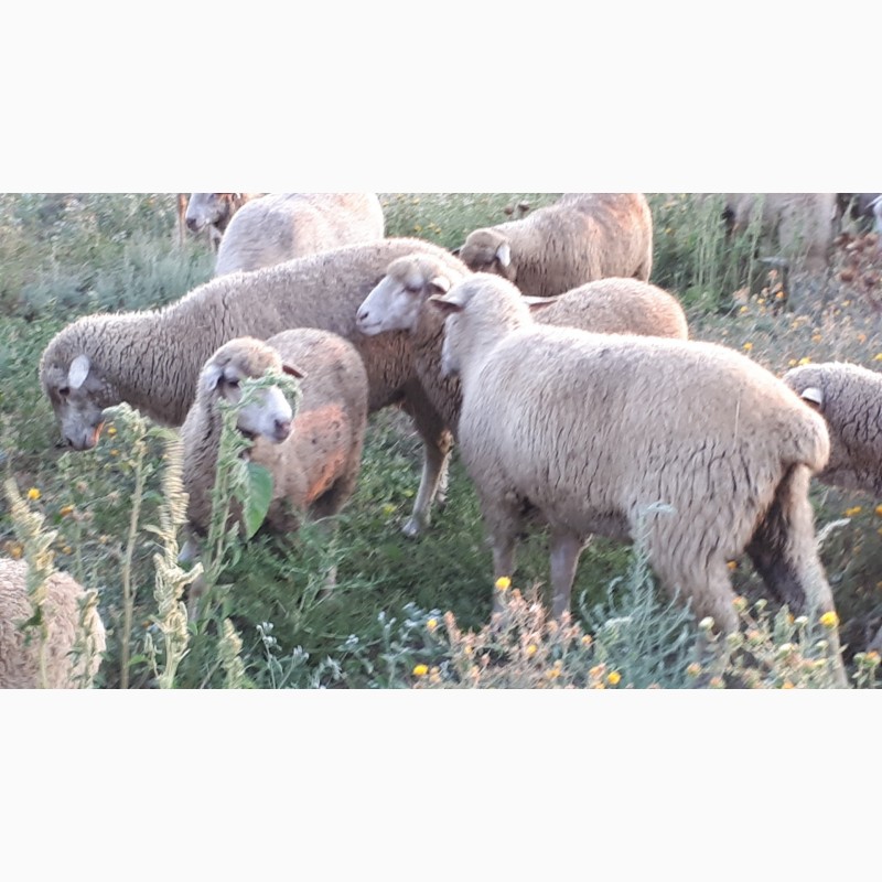 Фото 5. Срочно продам стадо овец Меренос-Асканийский 220 голов, Николаев