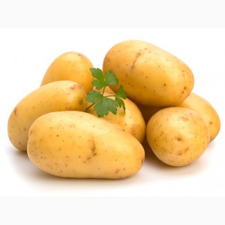 Покупаю домашний картофель по Винницкой области
