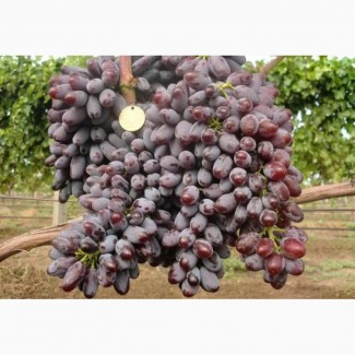 Оптовая продажа винограда столовых и винных сортов Юпитер на вино и изюм