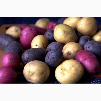Продам продовольчу картоплю сортів Княгиня, Рівєра, Кіммерія, Фотинія