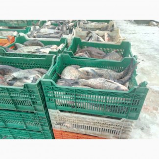 ФХ продает живую товарную рыбу