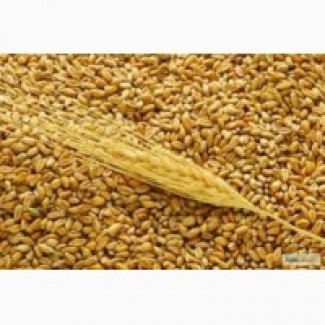 Компания-поставщик реализует зерновые на экспорт