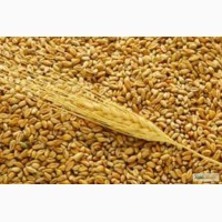 Компания-поставщик реализует зерновые на экспорт