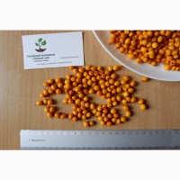 Облепиха (сентябрьская) семена (20 штук) для выращивания саженцев обліпиха насіння