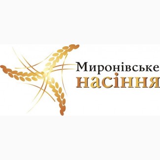 Яровая пшеница Струна Мироновская, Рання 93, элита