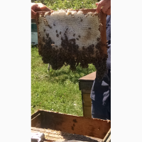 Пчеломатки, бджоломатки