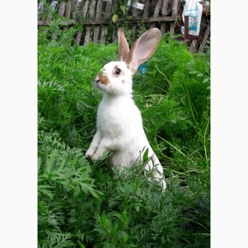 Фото 7. Продам кроликів живою вагою