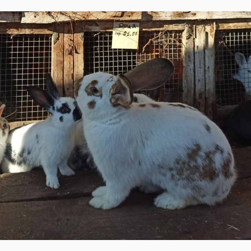 Фото 9. Продам кроликів живою вагою