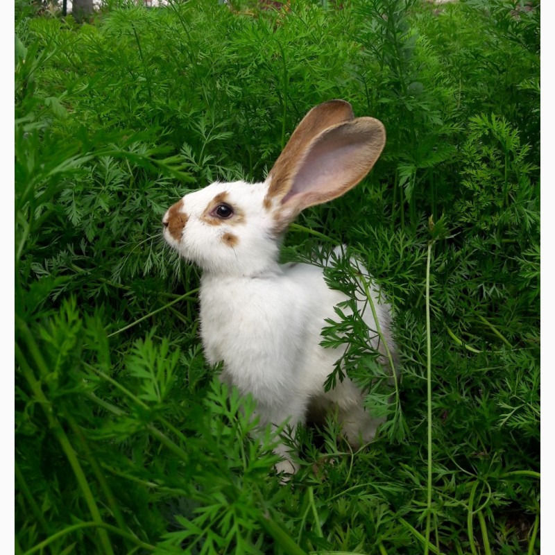 Фото 5. Продам кроликів живою вагою