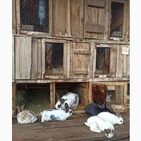 Продам кроликів живою вагою
