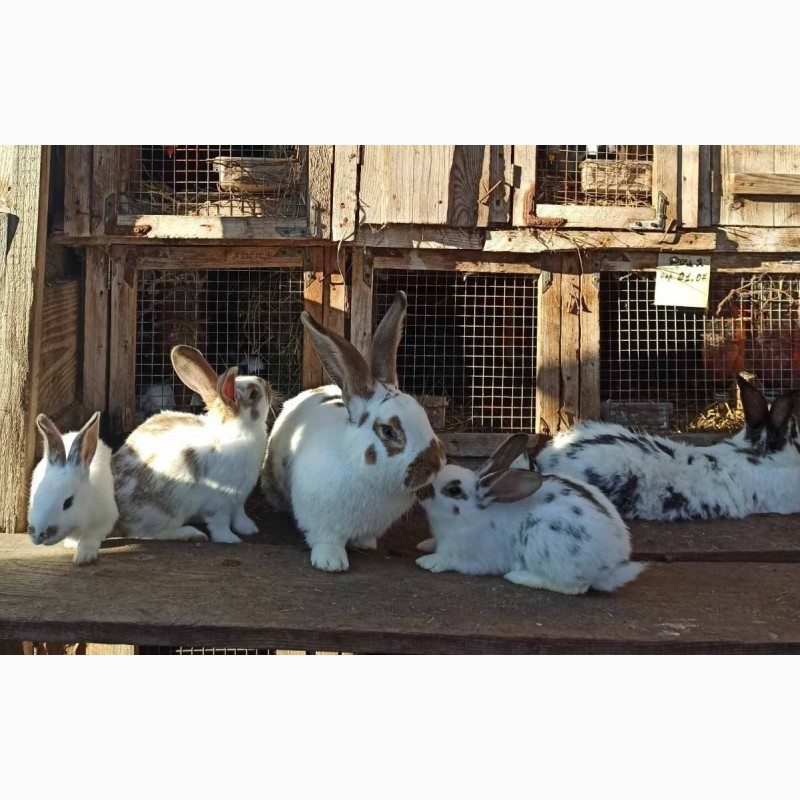 Фото 8. Продам кроликів живою вагою
