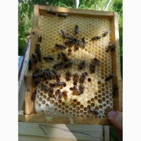 Бджоломатки карпатської породи
