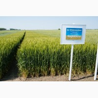 Насіння озимої пшениці Чорнява, урожайність 100-120 ц/га