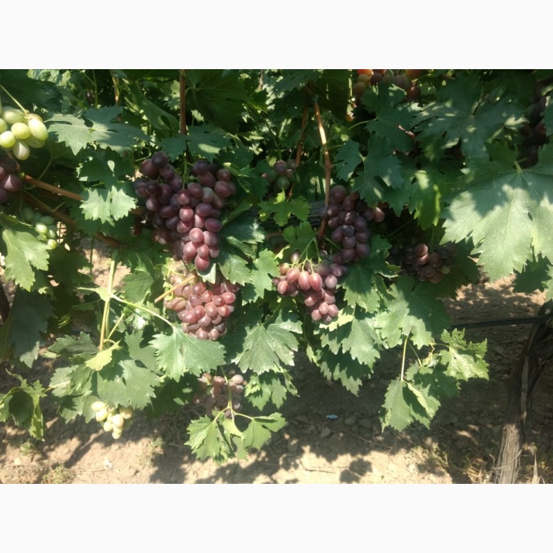 Фото 2. ФГ «Потейт-Арго» реализует столовый виноград оптом сорт «Шоколадный» 25 тонн