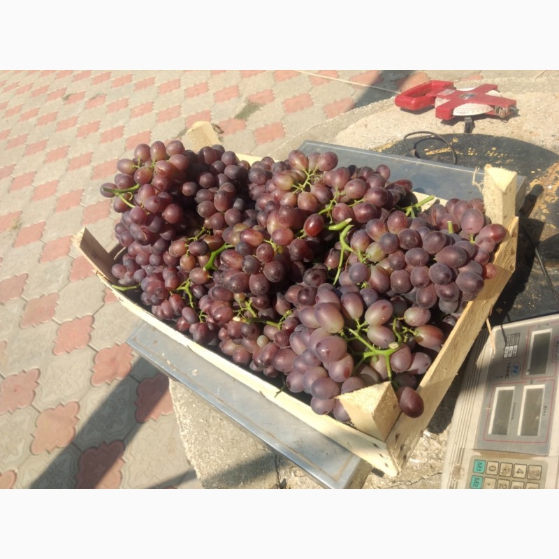 Фото 3. ФГ «Потейт-Арго» реализует столовый виноград оптом сорт «Шоколадный» 25 тонн