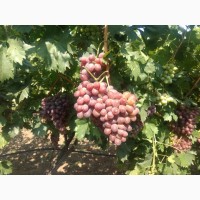 ФГ «Потейт-Арго» реализует столовый виноград оптом сорт «Шоколадный» 25 тонн