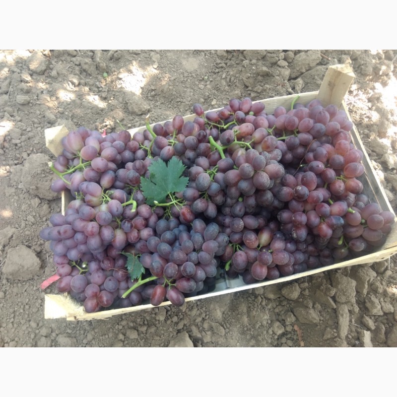 Фото 5. ФГ «Потейт-Арго» реализует столовый виноград оптом сорт «Шоколадный» 25 тонн