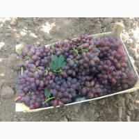 ФГ «Потейт-Арго» реализует столовый виноград оптом сорт «Шоколадный» 25 тонн