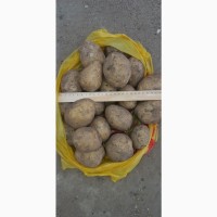 Продам картофель оптом
