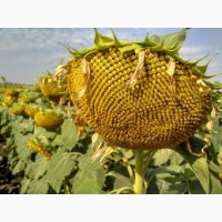 Продаю насіння соняшнику Толедо(112-115) і Карат (108-110)