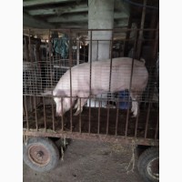 Свиню, свинину, м#039;ясо на ковбаски