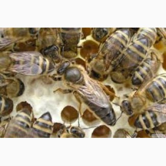 Продажа плодных и не плодных пчелиных маток Карника