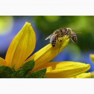 Продам бджолосім#039;ї та бджолопакети. Ціна 250 грн за рамку. Рамки системи Українка