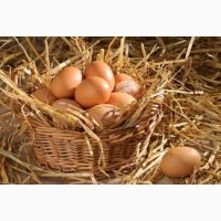 Домашнє куряче яйце