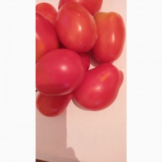 Продам томат сливку, сорт 3402
