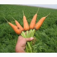 В продаже уже морковь хорошего качества