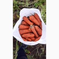 Продаём с поля и склада хорошую чистую морковку