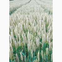 Продам семена пшеницы двуручка Алатус (Германия) элита, суперэлита