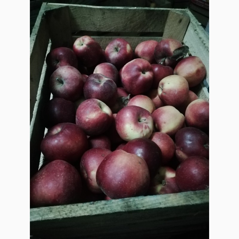 Фото 3. Продам яблука айдоред, гренні сміт