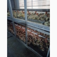 Продам добових курчат Бройлерів, Іспанки, Редбро