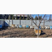 Продам Бджолосім#039;ї 2021 (пчелосемьи) 10 рамок від 6 до 8 рамок розплод