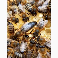 Продам селекційні БДЖОЛОМАТКИ ПЛІДНІ Карпатка/ пчелиные матки / МАТКА КАРПАТКА торг